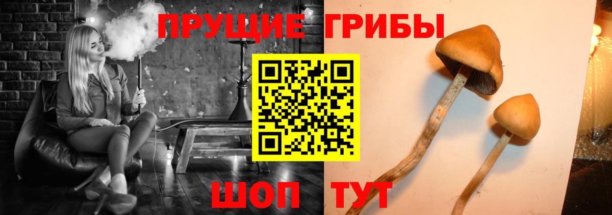 Галлюциногенные грибы Psilocybe Большой Камень